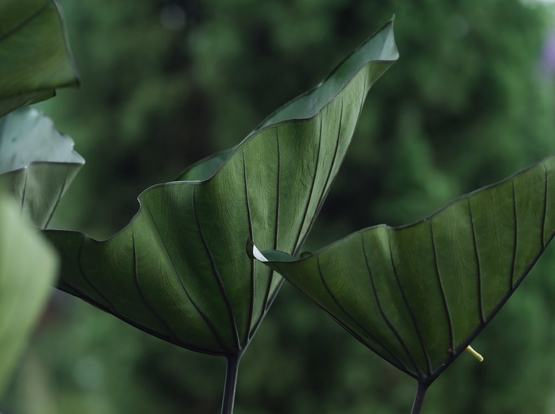 Plante