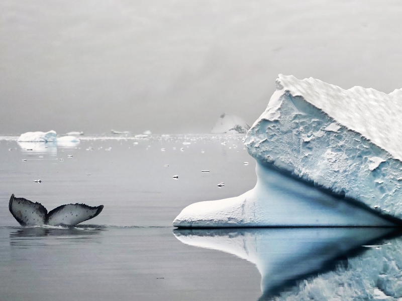 affiches - regards sur les glaciers - programme - 8